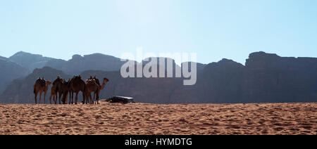 Giordania: fila di cammelli nel deserto di Wadi Rum, Valle della Luna, una valle tagliata in pietra arenaria e pietra di granito e guardando come il pianeta di Marte Foto Stock