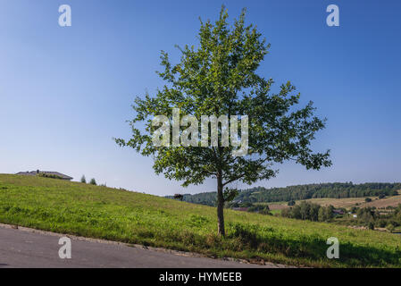 Albero lungo il tragitto in Kartuzy County, Kashubia regione del voivodato di Pomerania in Polonia Foto Stock