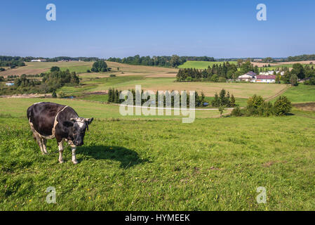 Mucca su un pascolo in Kartuzy County, Kashubia regione del voivodato di Pomerania in Polonia Foto Stock