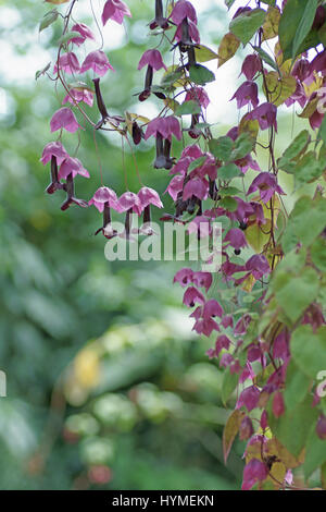 Rhodochiton atrosanguineus Foto Stock