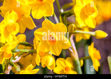 Narcissus jonquilla ' ' Martinette, Daffodil, narcisi Foto Stock