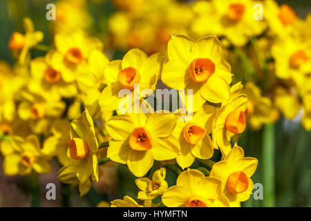 Narcissus jonquilla ' ' Martinette, Daffodil, narcisi Foto Stock