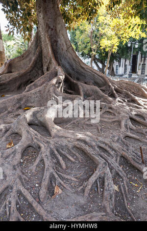 Gigantesco albero di gomma "ficus macrophylla' invecchiato oltre un centinaio di anni vicino alla spiaggia "Playa De La Caleta', Cadice, Andalusia, Spagna Foto Stock