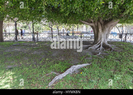 Cadiz Spagna- 1 Aprile: gigantesco albero di gomma "ficus macrophylla' invecchiato oltre un centinaio di anni vicino alla spiaggia "Playa De La Caleta', Cadiz, Spagna Foto Stock