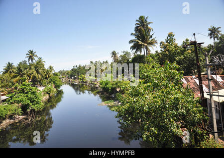 Kerala, riflessione di cocco albero in backwaters. (Foto Copyright © di Saji Maramon) Foto Stock