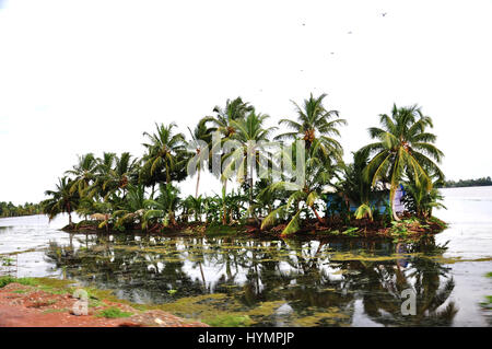 Kerala, riflessione di cocco albero in backwaters. India, Asia (Foto Copyright © di Saji Maramon) Foto Stock