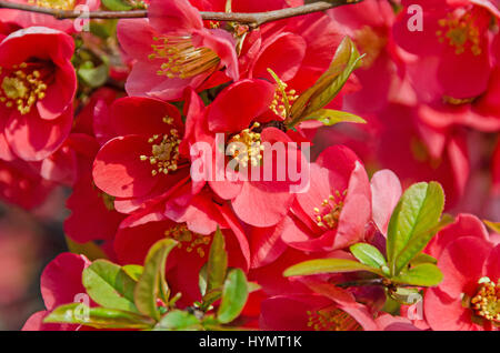 Chaenomeles japonica albero di rosa fiori, del Maule mela cotogna, Gutuiul japonez, vicino all'aperto verso l'alto. Foto Stock