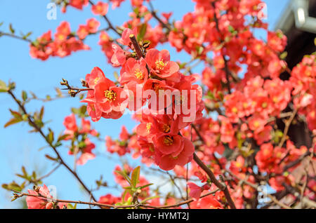 Chaenomeles japonica albero di rosa fiori, del Maule mela cotogna, Gutuiul japonez, vicino all'aperto verso l'alto. Foto Stock