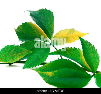 Verde ramoscello di foglie di uva (Virginia fogliame di superriduttore). Isolato su sfondo bianco. Vista ravvicinata. Foto Stock