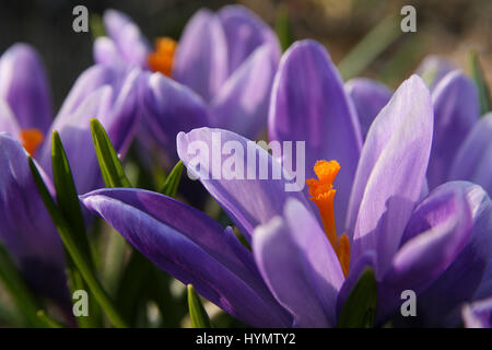 Viola Crocus fiori in piena fioritura durante la stagione primaverile Foto Stock