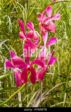 Visualizzazione di unico e premiato orchidee,National Orchid Garden,Botanic Gardens,Singapore,Asia Foto Stock