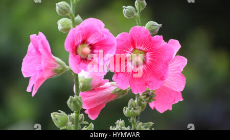 Messa a fuoco selettiva Hollyhock fiore nel giardino chiuso up shot Foto Stock