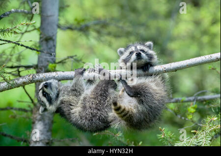 Due comuni procioni (Procione lotor) precariamente afferrare un ramo su un albero a Bozeman, Montana, USA Foto Stock