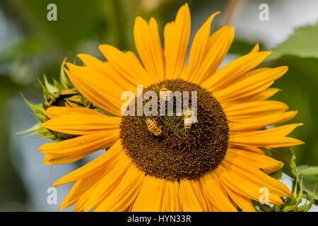 Girasole (Helianthus multiflorus) con honeybee in Issaquah, Washington, Stati Uniti d'America Foto Stock