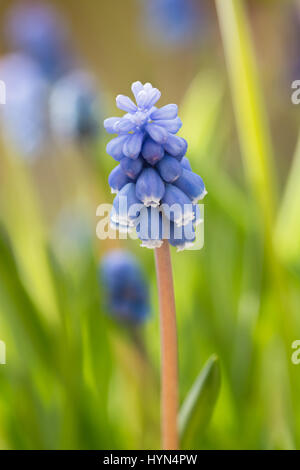 Muscari armeniacum 'Dark occhi' Foto Stock