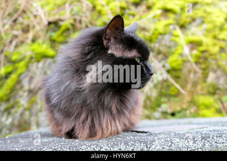 Vista di profilo di un lungo pelo nero soffice Norvegese delle Foreste mantenendo un occhio per topi in un paese rurale impostazione Wales UK KATHY DEWITT Foto Stock