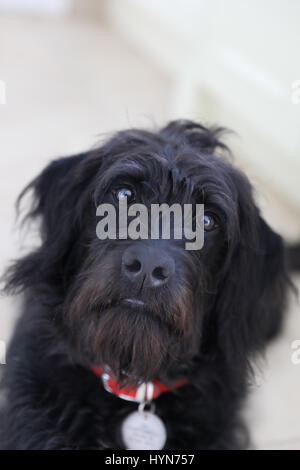 Cucciolo di cane scruffy guardando al proprietario Foto Stock