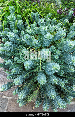 Euphorbia myrsinites (Mirto euforbia, asino di coda) è un attraente bassa crescita evergreen succulente perenni. Foto Stock