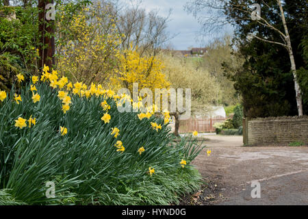 Banca di primavera narcisi nel villaggio di Wootton. West Oxfordshire, Inghilterra Foto Stock