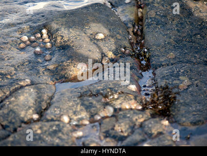 Alba sulla costa. Foto Stock