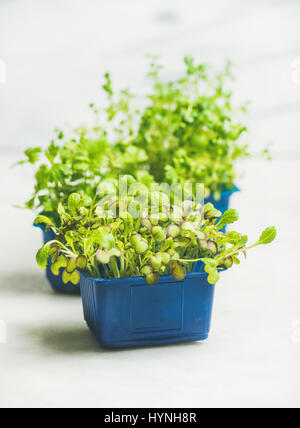 Fresh Spring green live ravanello kress i germogli di marmo bianco sullo sfondo Foto Stock