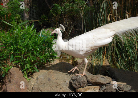 Peafowl bianco (Pavo cristatus alba) maschio. Foto Stock