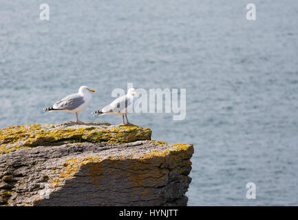 Due gabbiani arroccata su una roccia Foto Stock