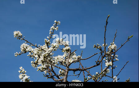 Prugnolo (Prunus spinosa), noto anche come "loe', in fiore primavera, REGNO UNITO Foto Stock