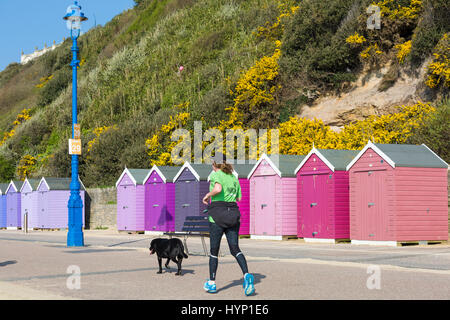Bournemouth Dorset, Regno Unito. 6 apr, 2017. Regno Unito: meteo bella calda giornata di sole come testa di visitatori al mare per rendere la maggior parte del sole a Bournemouth spiagge. Donna in corsa jogging lungo la passeggiata con il cane. Credito: Carolyn Jenkins/Alamy Live News Foto Stock
