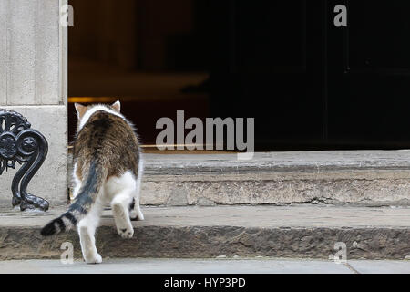 Londra, Regno Unito. 6 Aprile, 2017. Larry il 10 Downing Street cat ed è Chief Mouser al Cabinet Office sul stpes del n. 10 di Downing Street. Credito: Dinendra Haria/Alamy Live News Foto Stock