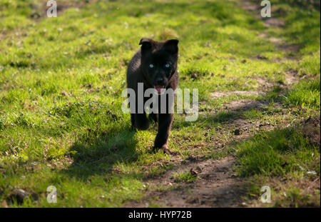 Cane siberian husky cucciolo ritratto sull'erba Foto Stock