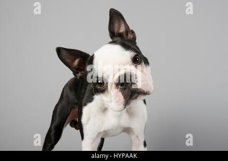 Boston Terrier - 13 mesi - maschio Foto Stock