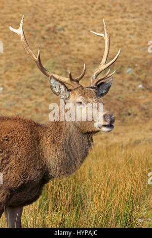 Red Deer Cervo a Glen Garry Scozia Scotland Foto Stock