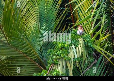 Una giovane scimmia proboscide (Nasalis larvatus) seduta su una palma di mangrovie sulla riva del fiume Sangatta nel Kutai orientale, Kalimantan orientale, Indonesia. Foto Stock