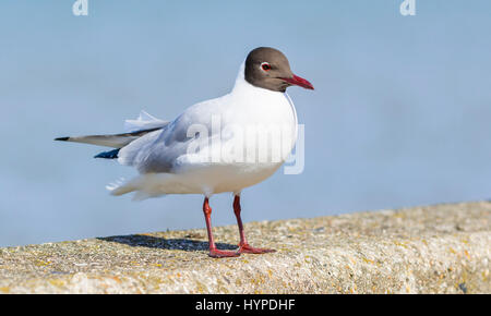 Adulto con testa nera gabbiano (Chroicocephalus ridibundus) negli allevamenti di piumaggio in primavera seduto su una parete. Foto Stock