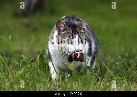 Francia, giovani tabby-gatto con un uccello in bocca Foto Stock