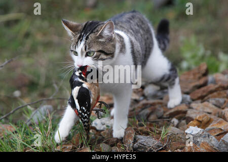 Francia,giovane tabby-cat caccia e uccidere un picchio rosso maggiore Foto Stock