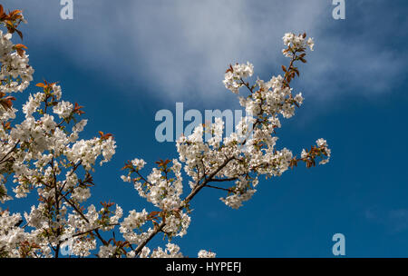 Particolare della ciliegia giapponese di primavera, prunus serrulata, contro il cielo blu con le nuvole spia, Scozia, Regno Unito Foto Stock