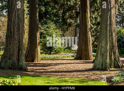 Soleggiato pacifica sequoia gigante redwood grove in Royal Botanic Gardens, in memoria di ambientalista John Muir, Edimburgo, Scozia, Regno Unito Foto Stock