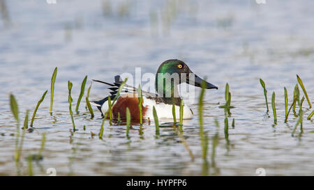 Northern mestolone / mestolone settentrionale (Anas clypeata) maschio nuoto nel lago Foto Stock
