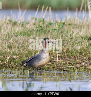 Eurasian teal / comune teal (Anas crecca) maschio in allevamento del piumaggio in primavera Foto Stock