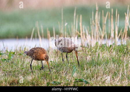 Due nero-tailed godwits (Limosa limosa) rovistando nel prato in primavera Foto Stock