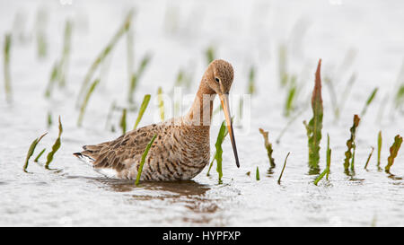 Nero-tailed godwit (Limosa limosa) rovistando in acque poco profonde e la conservazione delle zone umide in primavera Foto Stock