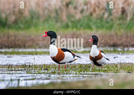 Shelduck comune (Tadorna tadorna) coppia maschio e femmina rovistando in acque poco profonde di saltmarsh Foto Stock