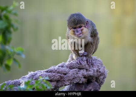 Piccola scimmia allo zoo di Barcellona, in Spagna Foto Stock