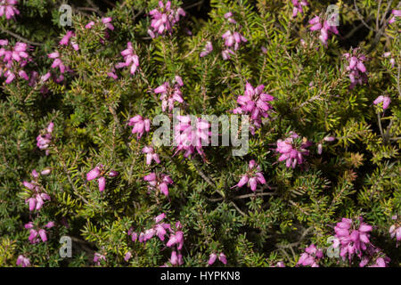 Hebe traversii, Scrophularieceae, Nuova Zelanda Foto Stock