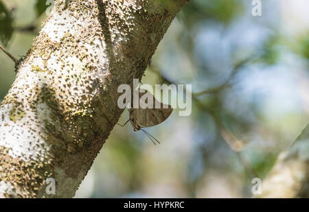 Un prepona a una punteggiata (demofone di Archaeoprepona) arroccato su un tronco di albero nello Stato del Chiapas, Messico Foto Stock