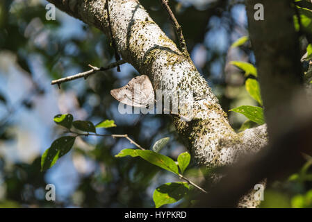 Un prepona a una punteggiata (demofone di Archaeoprepona) arroccato su un tronco di albero nello Stato del Chiapas, Messico Foto Stock