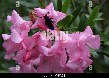 Bug nero rifugiandosi nella oleandro fiori dopo la pioggia Foto Stock