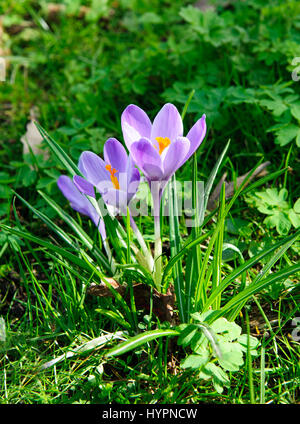 Bella viola e bianco fiori crocus Foto Stock